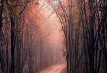 股票公司哪个好:股票那个软件比较好用-券业收业绩大红包！76家券商半年报全景出炉 自营稳居第一收入